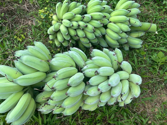 THÔNG BÁO PHIÊN LIVESTREAM ĐẶC BIỆT HỖ TRỢ TIÊU THỤ NÔNG SẢN CỦA XÃ TRUNG GIÃ- Ảnh 4.