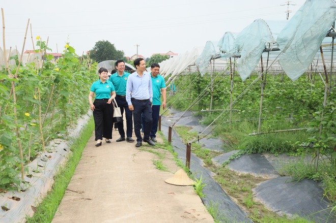 HỘI NÔNG DÂN XÃ CỔ ĐÔ TỔ CHỨC THAM QUAN MÔ HÌNH NÔNG NGHIỆP CÔNG NGHỆ CAO TẠI HUYỆN ĐAN PHƯỢNG- Ảnh 1.
