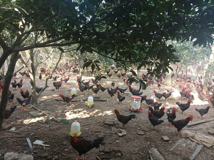 Hội nông dân xã sử dụng hiệu quà vốn vay từ ngân hàng chính sách xã hội- Ảnh 1.
