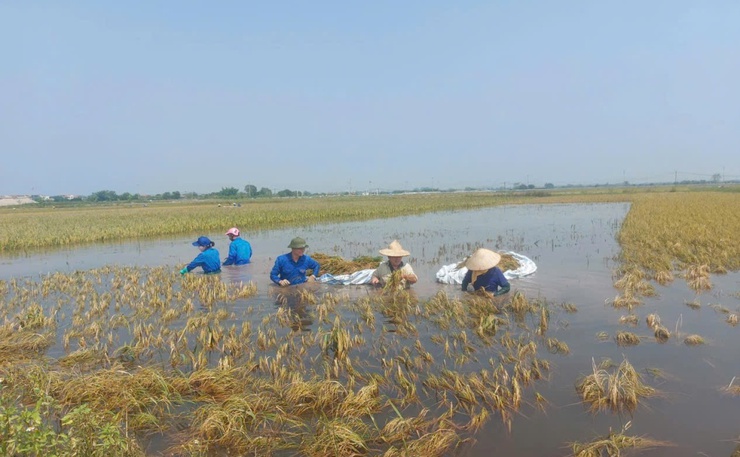 Phú Xuyên huy động tất cả các lực lượng tại địa phương tham gia giúp dân gặt lúa sau bão số 3- Ảnh 2.