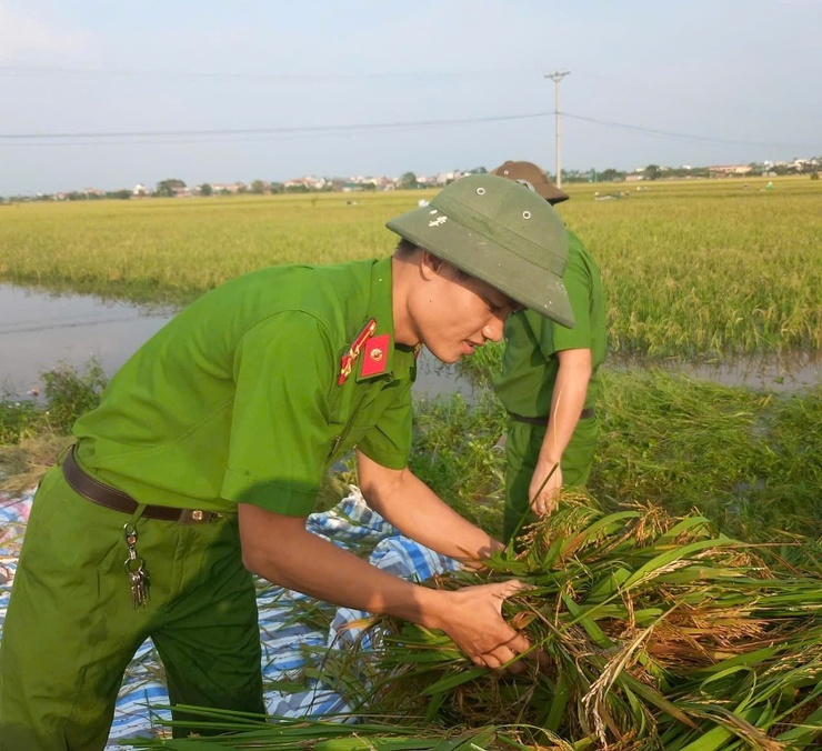 Phú Xuyên huy động tất cả các lực lượng tại địa phương tham gia giúp dân gặt lúa sau bão số 3- Ảnh 5.