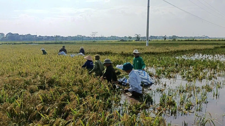 Phú Xuyên huy động tất cả các lực lượng tại địa phương tham gia giúp dân gặt lúa sau bão số 3- Ảnh 3.