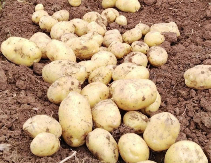 Hội nghị thăm quan, tổng kết đánh giá mô hình sản xuất khoai tây giống mới Julinka.- Ảnh 3.