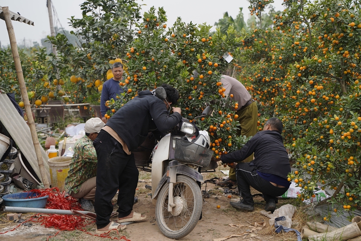 Đào, quất, hoa lan Phú Xuyên mang sắc xuân đến mọi nhà- Ảnh 4.