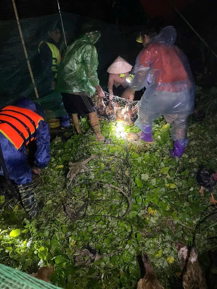 Chủ động ứng phó hoàn lưu bão số 10: Minh Châu kịp thời sơ tán người và đàn vật nuôi đến nơi an toàn- Ảnh 4.