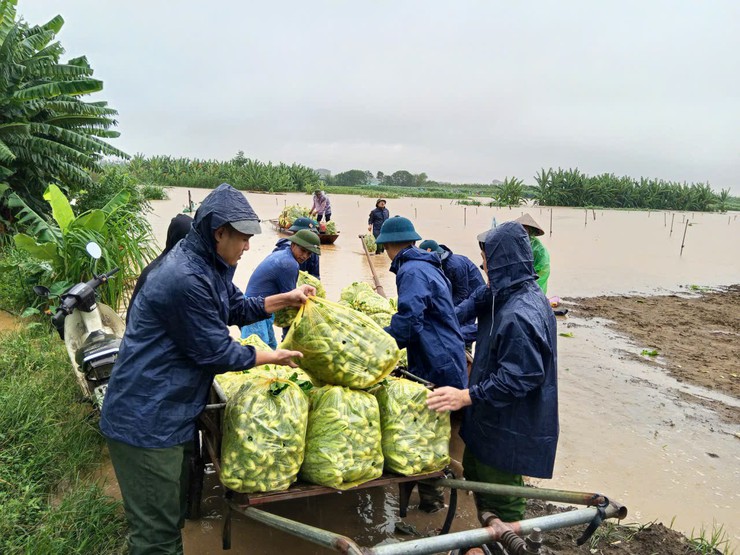Lực lượng Công an, Quân sự xã Minh Châu kịp thời hỗ trợ Nhân dân thu hoạch hoa màu, giảm thiểu thiệt hại do mưa lũ- Ảnh 4.