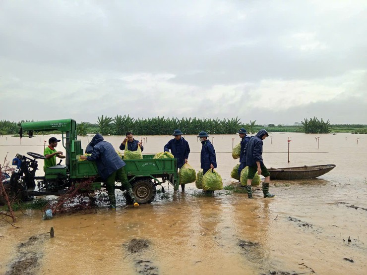 Lực lượng Công an, Quân sự xã Minh Châu kịp thời hỗ trợ Nhân dân thu hoạch hoa màu, giảm thiểu thiệt hại do mưa lũ- Ảnh 1.