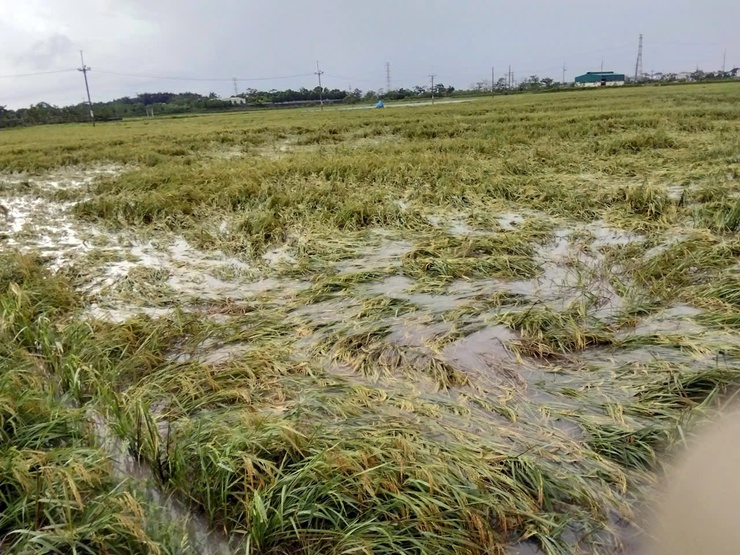 UBND phường Chương Mỹ chủ động triển khai các biện pháp ứng phó với bão và mưa lớn- Ảnh 2.