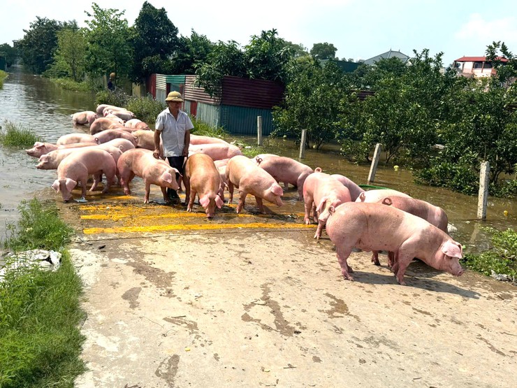 NHÂN DÂN XÃ NỘI BÀI KHẮC PHỤC HẬU QUẢ BÃO SỐ 11- Ảnh 2.