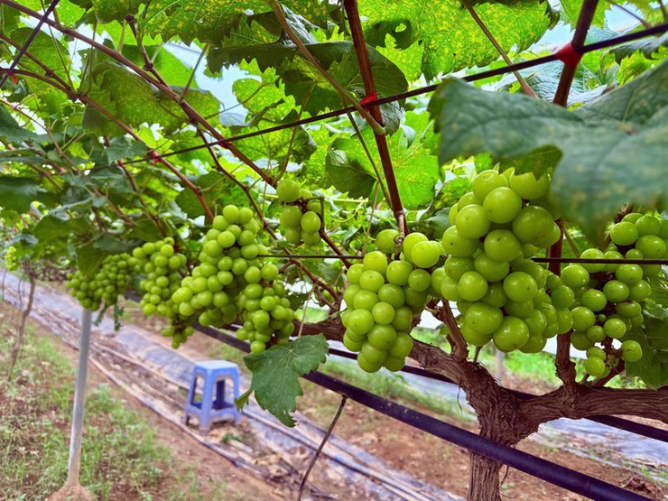Mô hình trồng nho mang lại hiệu quả kinh tế cao tại xã Liên Minh- Ảnh 2.