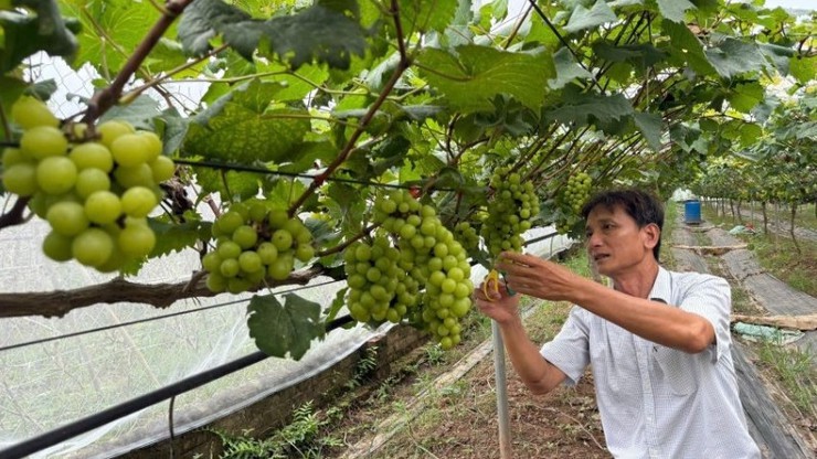 Mô hình trồng nho mang lại hiệu quả kinh tế cao tại xã Liên Minh- Ảnh 1.
