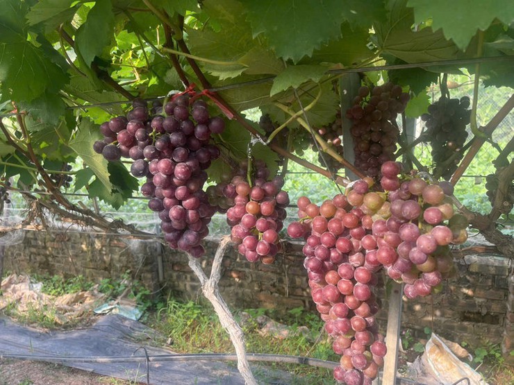 Mô hình trồng nho mang lại hiệu quả kinh tế cao tại xã Liên Minh- Ảnh 3.