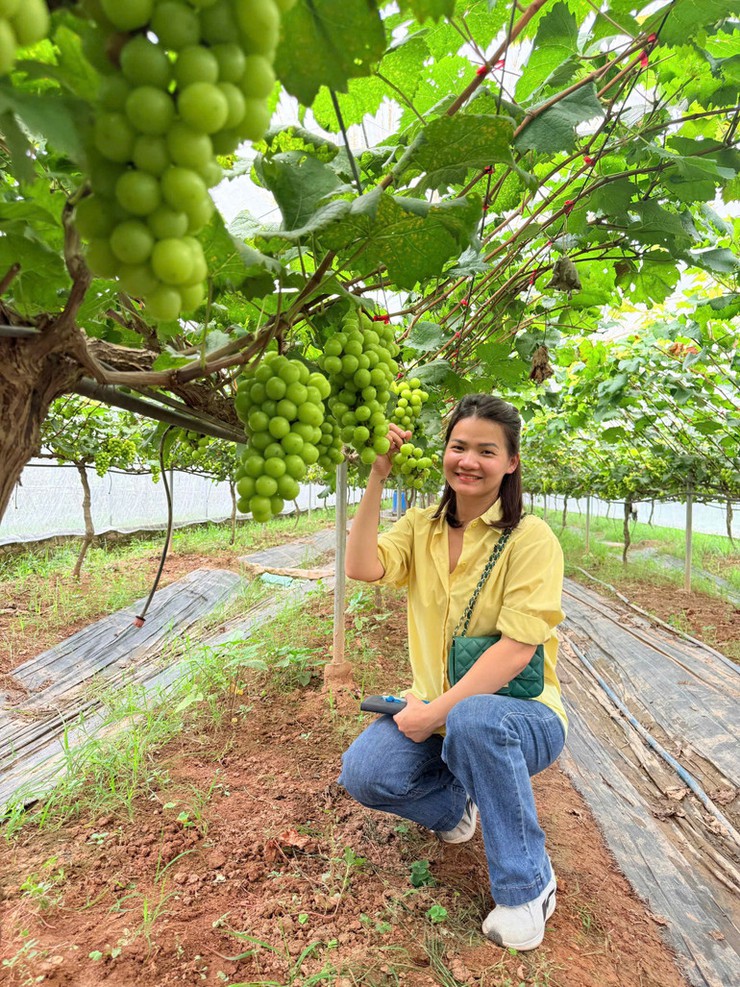 Mô hình trồng nho mang lại hiệu quả kinh tế cao tại xã Liên Minh- Ảnh 4.