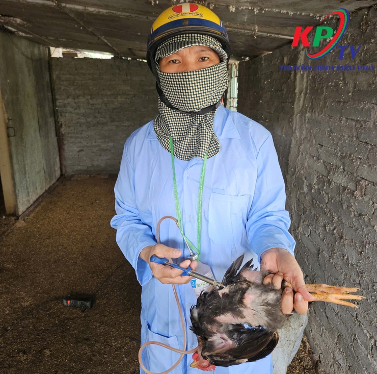 UBND xã Kiều Phú tổ chức tiêm phòng dịch bệnh đợt 2 cho đàn gia súc, gia cầm trên địa bàn- Ảnh 1.