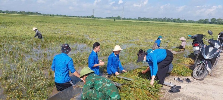 Đoàn xã Thượng Phúc chung tay thu hoạch lúa mùa giúp bà con nhân dân khắc phục hậu quả bão số 10- Ảnh 2.