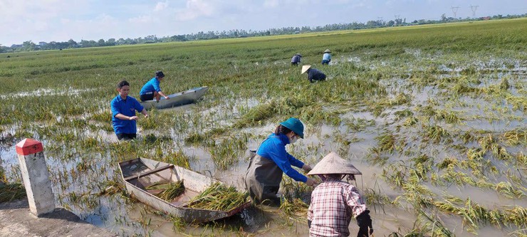 Đoàn xã Thượng Phúc chung tay thu hoạch lúa mùa giúp bà con nhân dân khắc phục hậu quả bão số 10- Ảnh 1.