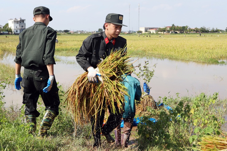 260 cán bộ, chiến sĩ công an, quân đội giúp nhân dân xã Trần Phú gặt lúa- Ảnh 5.