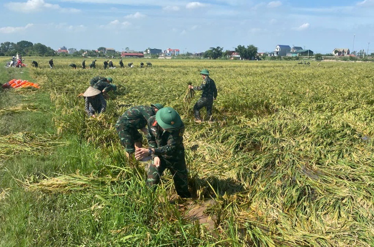260 cán bộ, chiến sĩ công an, quân đội giúp nhân dân xã Trần Phú gặt lúa- Ảnh 9.