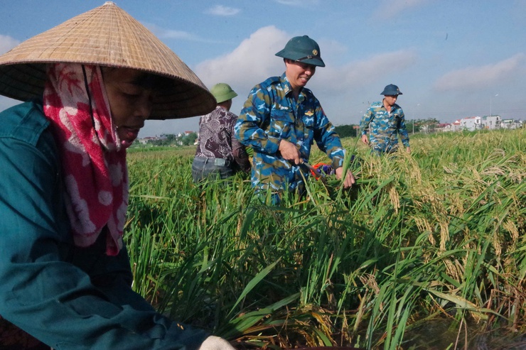 Hơn 50 cán bộ, chiến sĩ Trường Cao đẳng kỹ thuật Phòng không không quân hỗ trợ Nhân dân xã Thanh Oai thu hoạch lúa mùa- Ảnh 3.