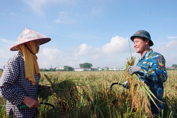 Hơn 50 cán bộ, chiến sĩ Trường Cao đẳng kỹ thuật Phòng không không quân hỗ trợ Nhân dân xã Thanh Oai thu hoạch lúa mùa- Ảnh 5.