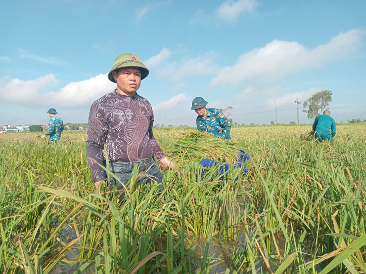 Hơn 50 cán bộ, chiến sĩ Trường Cao đẳng kỹ thuật Phòng không không quân hỗ trợ Nhân dân xã Thanh Oai thu hoạch lúa mùa- Ảnh 1.