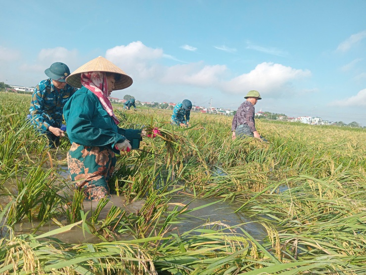 Hơn 50 cán bộ, chiến sĩ Trường Cao đẳng kỹ thuật Phòng không không quân hỗ trợ Nhân dân xã Thanh Oai thu hoạch lúa mùa- Ảnh 2.