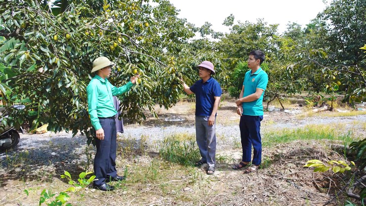 Hội Nông dân xã Minh Châu: Khởi nguồn sức mạnh Nông dân thời đại mới- Ảnh 4.