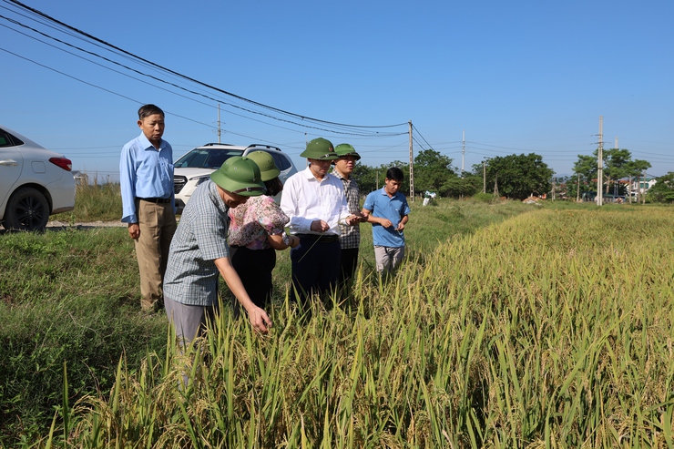 Ủy ban nhân dân xã Phú Nghĩa tổ chức thăm đồng đánh giá năng suất vụ Mùa năm 2025- Ảnh 1.