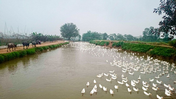 Vịt cỏ Vân Đình - Câu chuyện từ đồng nước đến bàn ăn- Ảnh 2.