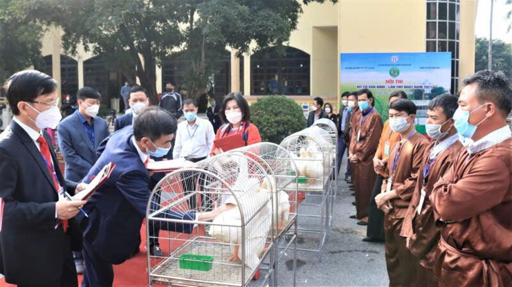 Vịt cỏ Vân Đình - Câu chuyện từ đồng nước đến bàn ăn- Ảnh 5.