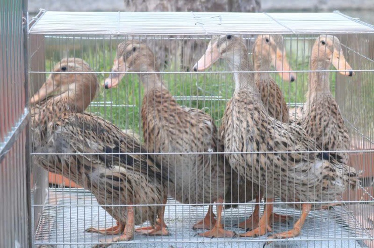 Vịt cỏ Vân Đình - Câu chuyện từ đồng nước đến bàn ăn- Ảnh 6.