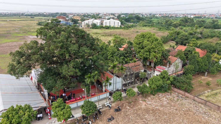 Xã Phù Đổng: Cây Quéo hơn 400 năm tuổi tại Miếu Tế Xuyên được công nhận Cây Di sản Việt Nam- Ảnh 9.