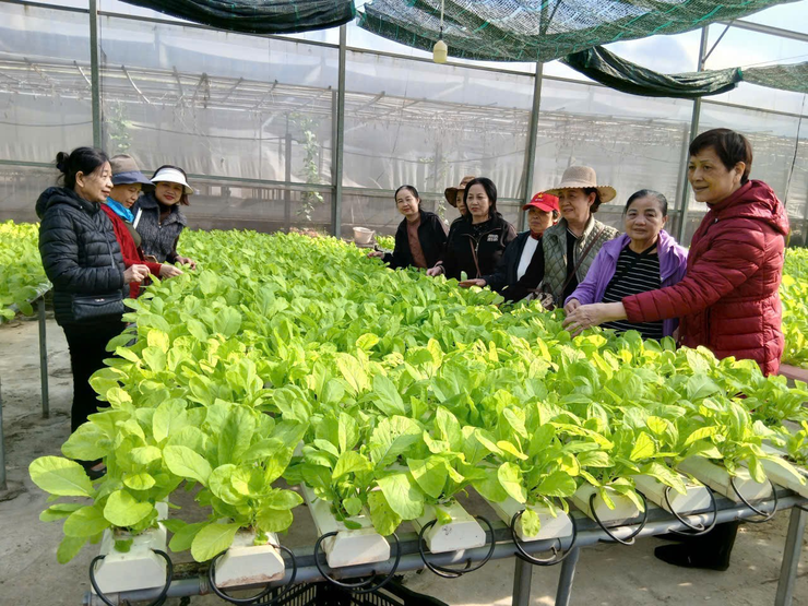 TỔ CHỨC THĂM QUAN MÔ HÌNH SẢN XUẤT NÔNG NGHIỆP CÔNG NGHỆ CAO, THÚC ĐẨY TIÊU DÙNG AN TOÀN- Ảnh 1.