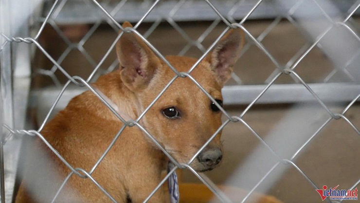Phường Phương Liệt: Chủ động phòng, chống bệnh Dại, bắt và xử lý chó thả rông trên địa bàn- Ảnh 1.