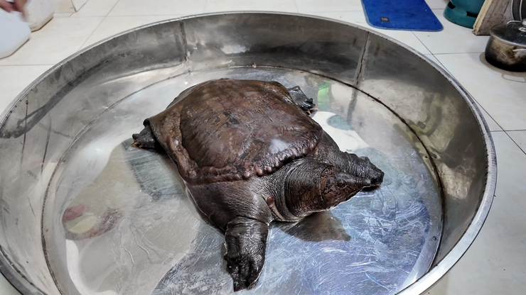 Bàn giao, tiếp nhận động vật hoang dã do người dân tự nguyên giao nộp- Ảnh 3.