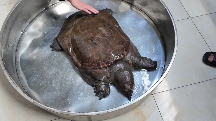 Bàn giao, tiếp nhận động vật hoang dã do người dân tự nguyên giao nộp- Ảnh 4.