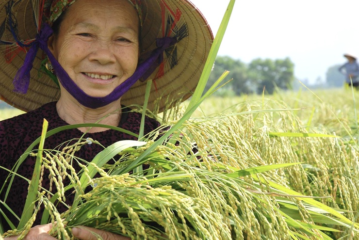 Dẻo thơm nếp cái hoa vàng Thụy Lôi – Niềm tự hào của quê hương Thư Lâm- Ảnh 3.