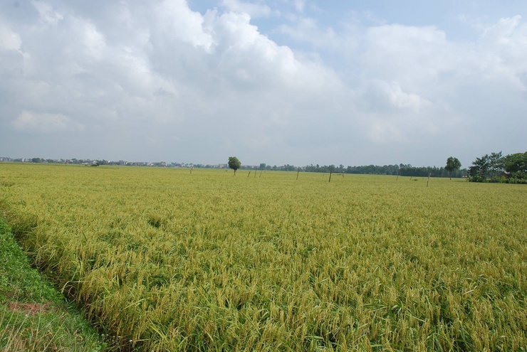 Dẻo thơm nếp cái hoa vàng Thụy Lôi – Niềm tự hào của quê hương Thư Lâm- Ảnh 11.