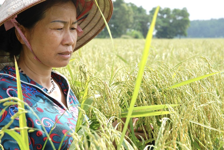 Dẻo thơm nếp cái hoa vàng Thụy Lôi – Niềm tự hào của quê hương Thư Lâm- Ảnh 2.