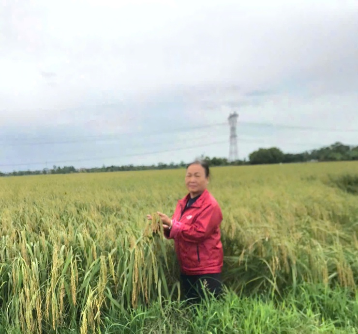 Dẻo thơm nếp cái hoa vàng Thụy Lôi – Niềm tự hào của quê hương Thư Lâm- Ảnh 4.