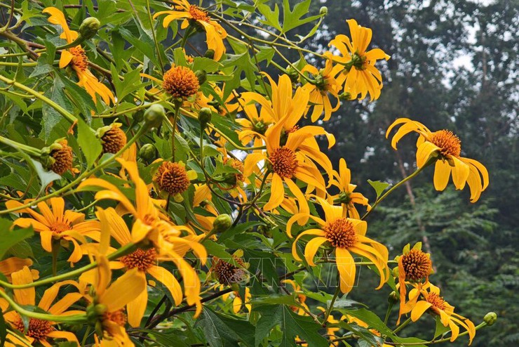 Hồ Đồng Mô – Viên ngọc xanh lấp lánh giữa lòng Đoài Phương.

- Ảnh 2.