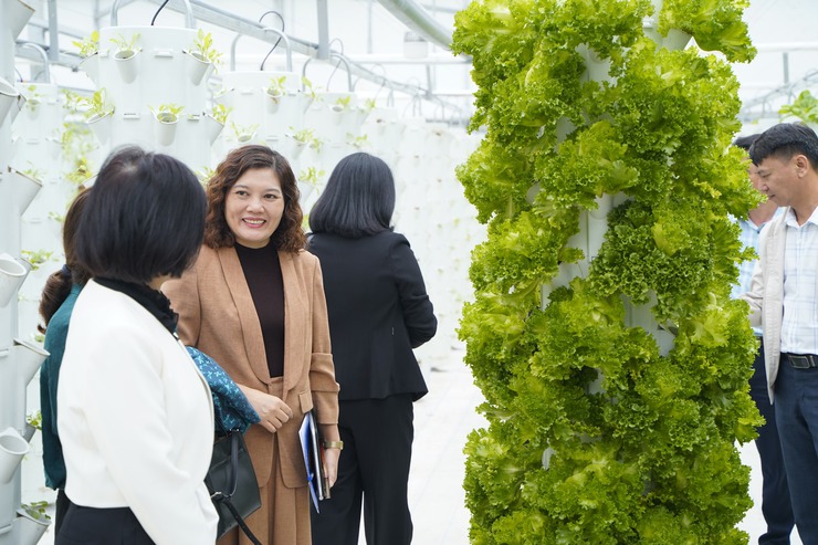 Mô hình trồng rau khí canh V-Garden: mở hướng phát triển nông nghiệp sạch - hiện đại- Ảnh 4.