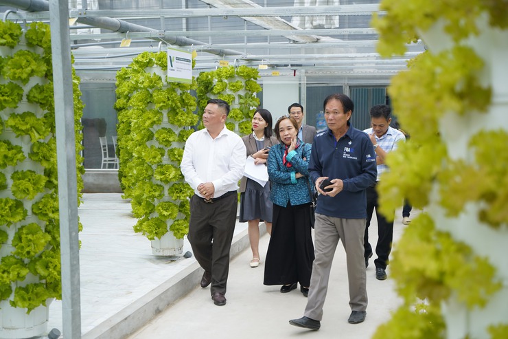 Mô hình trồng rau khí canh V-Garden: mở hướng phát triển nông nghiệp sạch - hiện đại- Ảnh 3.