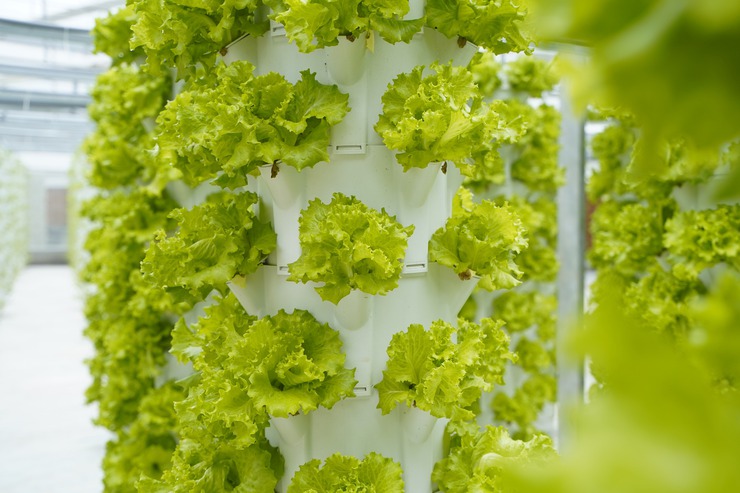 Mô hình trồng rau khí canh V-Garden: mở hướng phát triển nông nghiệp sạch - hiện đại- Ảnh 2.