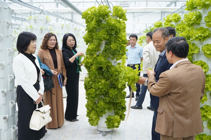 Mô hình trồng rau khí canh V-Garden: mở hướng phát triển nông nghiệp sạch - hiện đại- Ảnh 1.