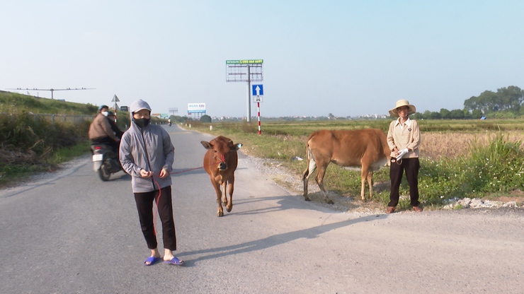 UBMTTQ Việt Nam xã Phú Xuyên trao tặng bò sinh sản cho hộ dân có hoàn cảnh khó khăn phát triển kinh tế- Ảnh 5.