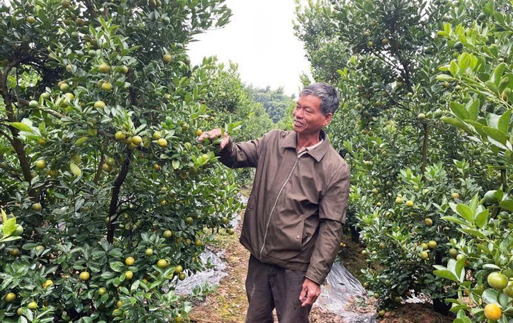  Quất cảnh xã Nam Phù sẵn sàng cho thị trường Tết Bính Ngọ 2026- Ảnh 5.