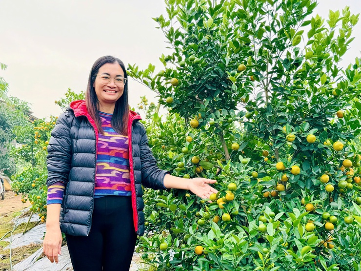  Quất cảnh xã Nam Phù sẵn sàng cho thị trường Tết Bính Ngọ 2026- Ảnh 11.