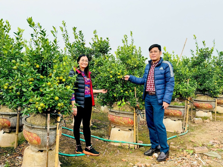  Quất cảnh xã Nam Phù sẵn sàng cho thị trường Tết Bính Ngọ 2026- Ảnh 7.