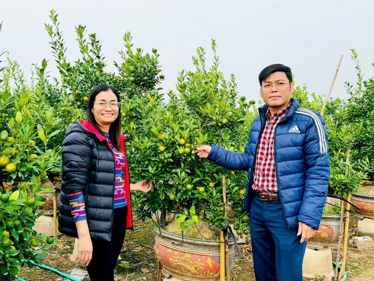  Quất cảnh xã Nam Phù sẵn sàng cho thị trường Tết Bính Ngọ 2026- Ảnh 1.